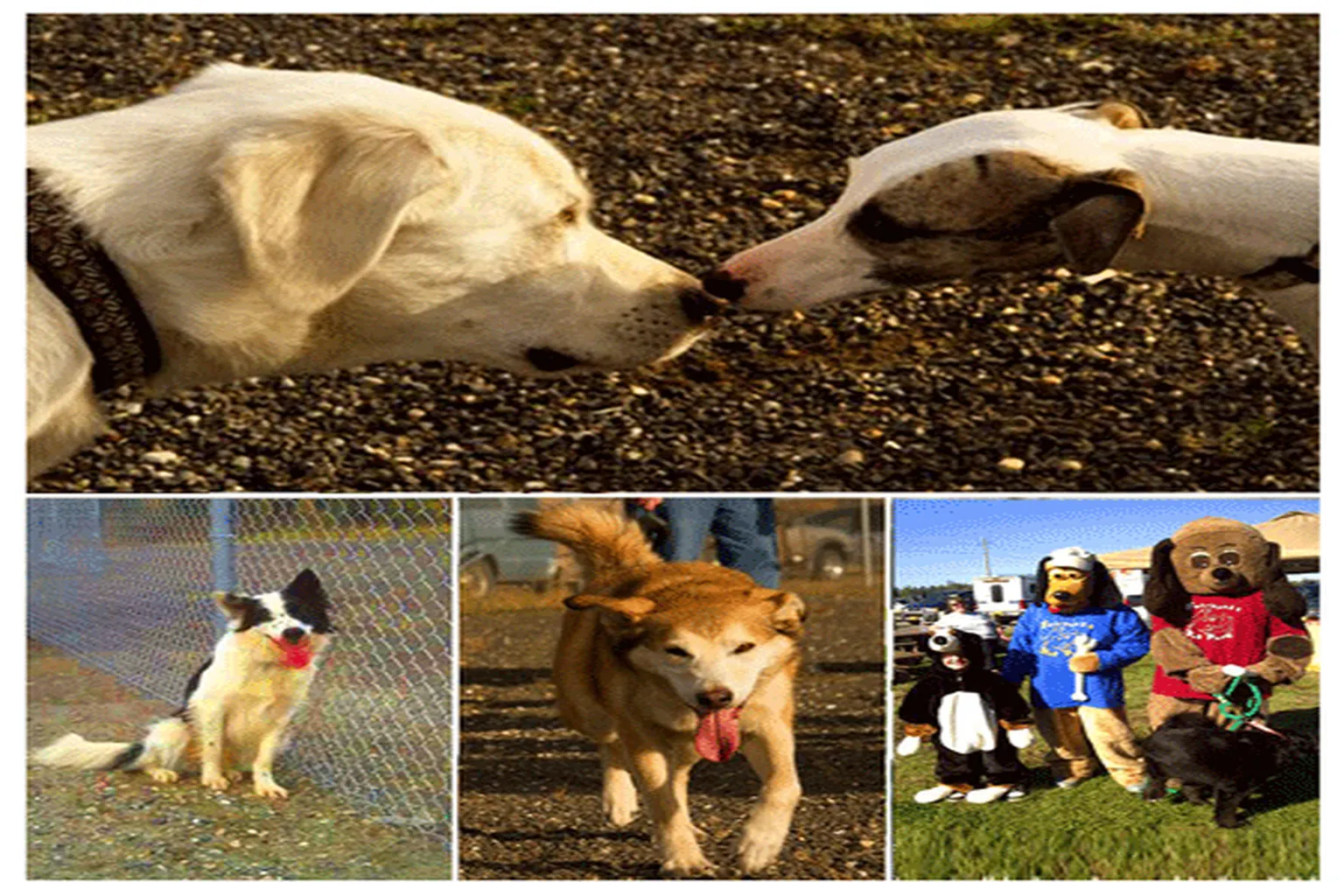 Fairbanks Star Borough Dog Park in Fairbanks, Alaska
