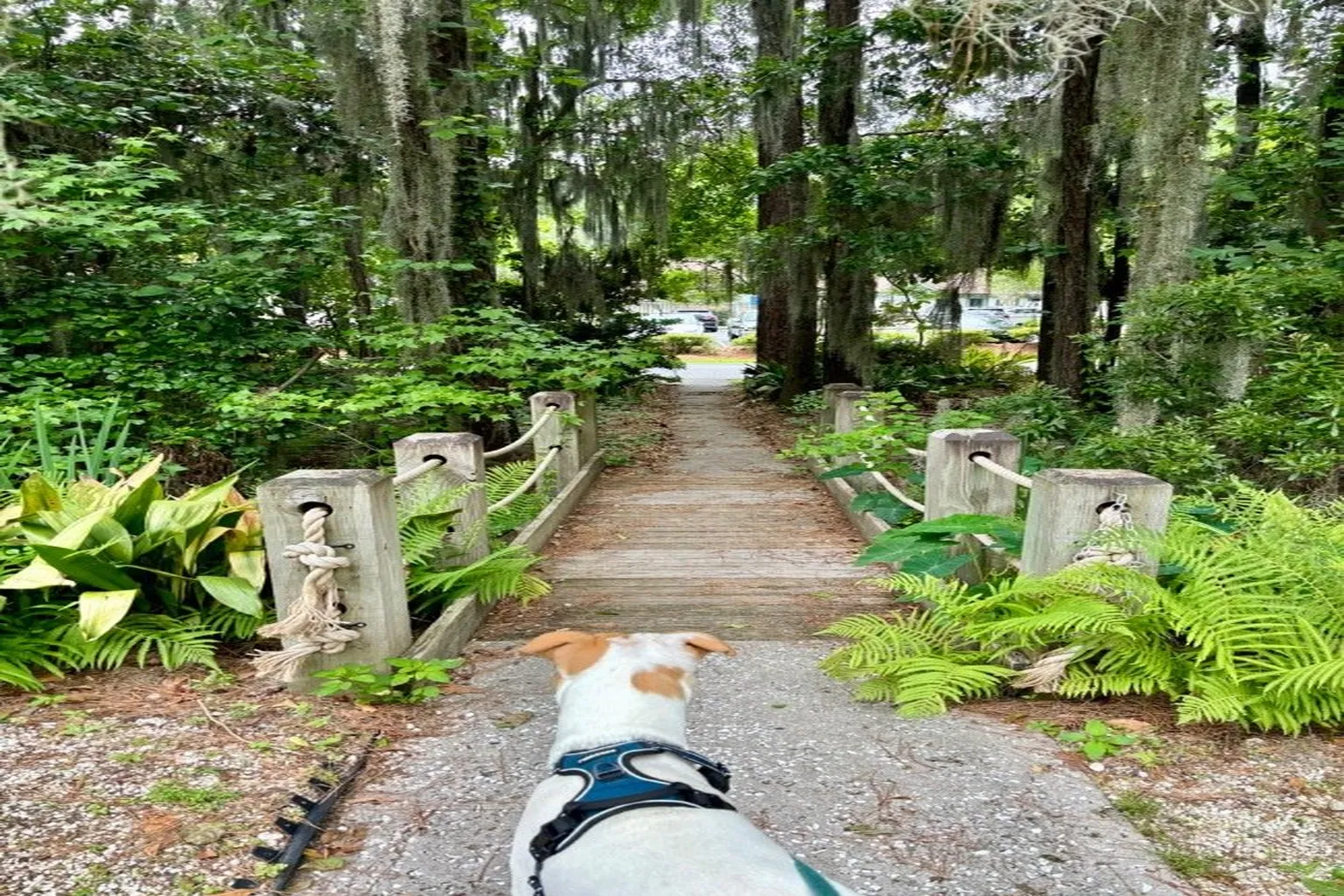 Savannah Dog Park in Savannah, Georgia