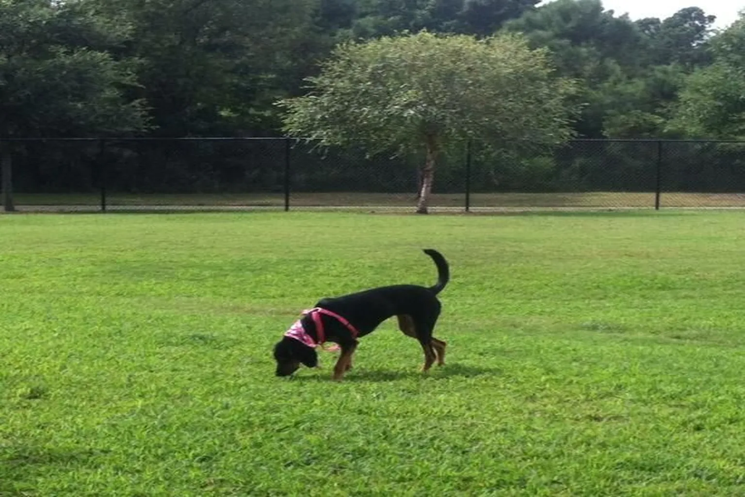 North-End Dog Park (At Grand Strand Ymca) in Myrtle Beach, South Carolina - Main Image