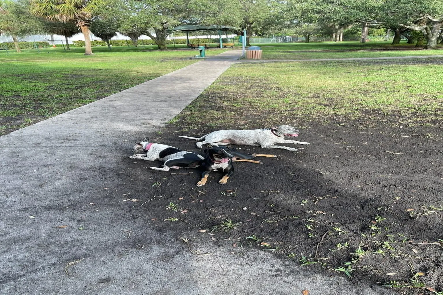 Mizner Bark Dog Park in Boca Raton, Florida