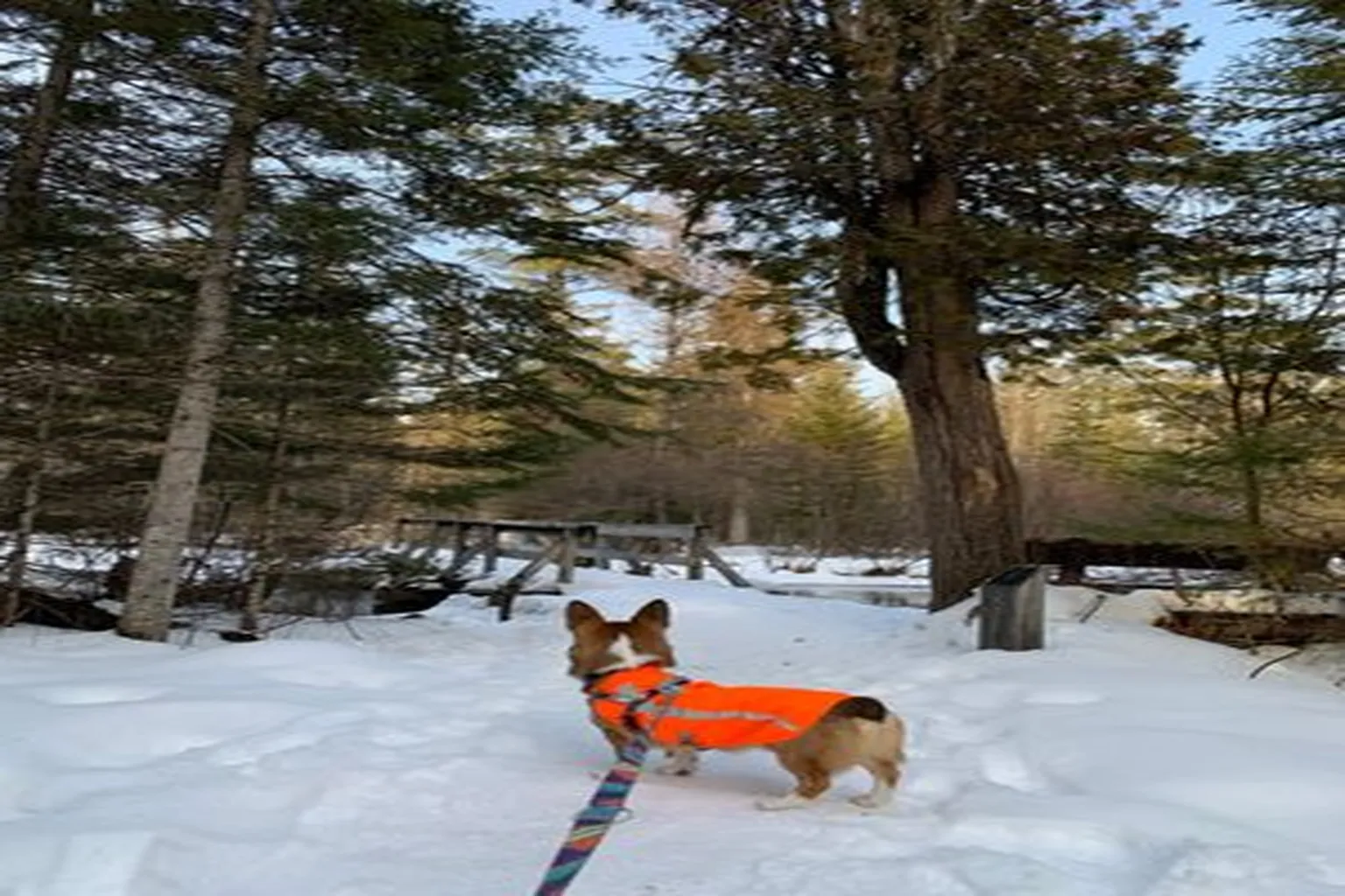 Hartwick Pines State Park in Grayling, Michigan