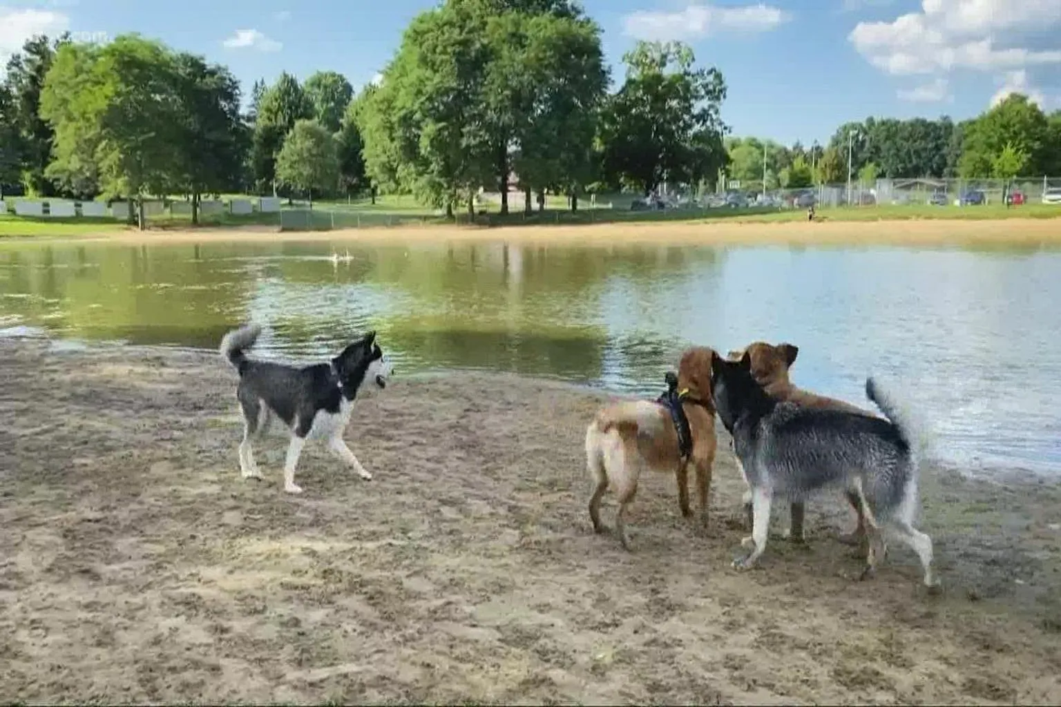 Bow Wow Beach Dog Park (At Silver Springs Park) - Stow in Stow, Ohio