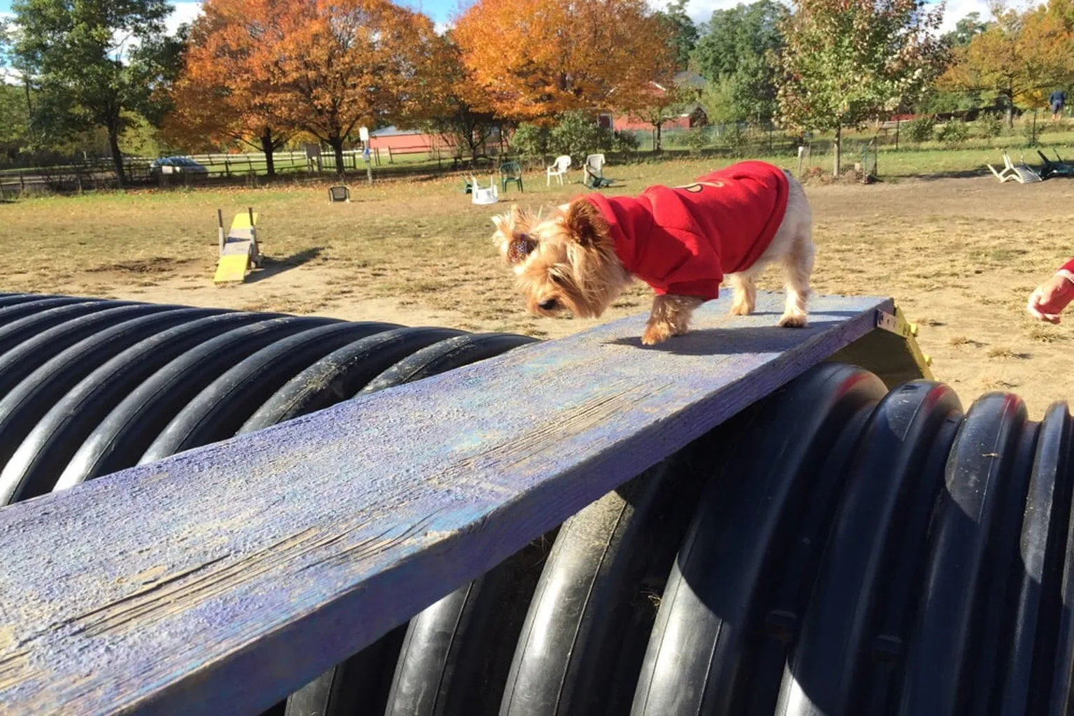 Starr Farm Dog Park in Burlington, Vermont