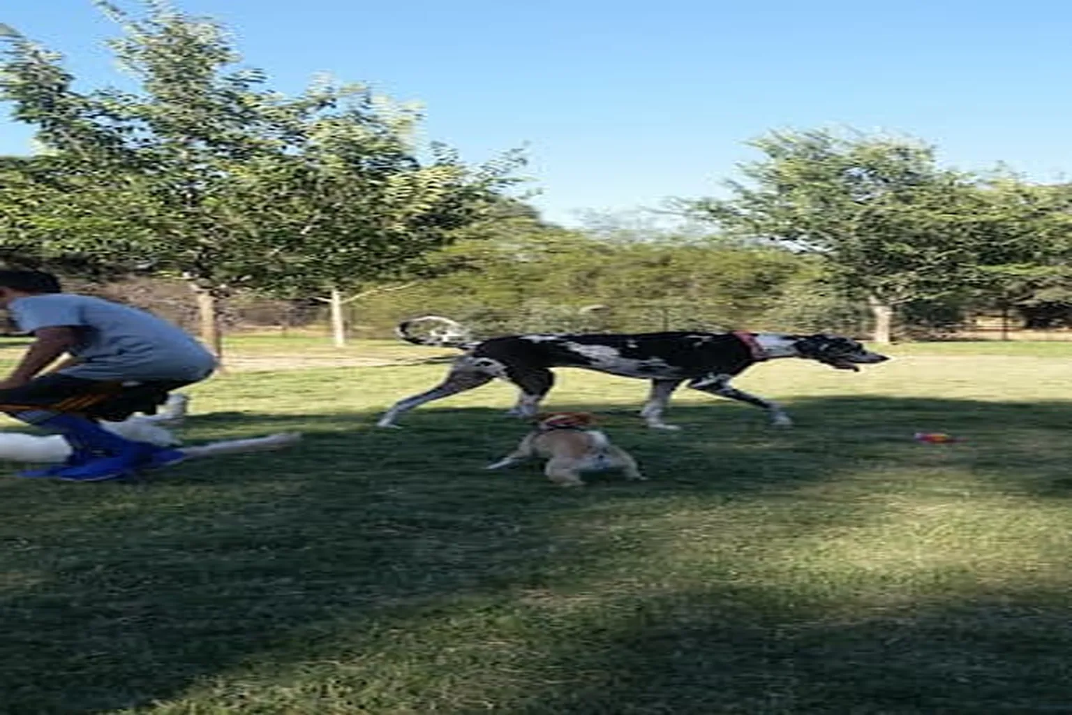 William "Bill" Hughes Dog Park in Roseville, California