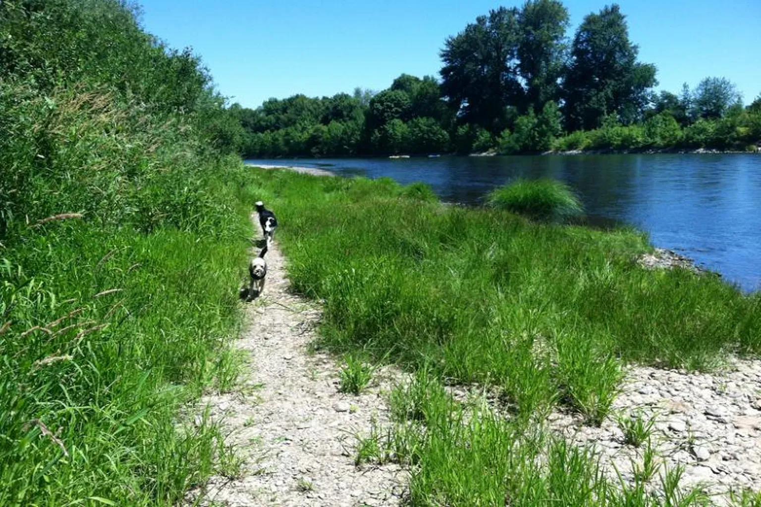Willamette Park Off Leash Dog Area - Corvallis in Corvallis, Oregon - Main Image