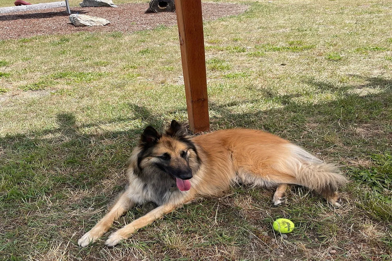 Happy Tails Off-Leash Dog Park in Colville, Washington - Main Image
