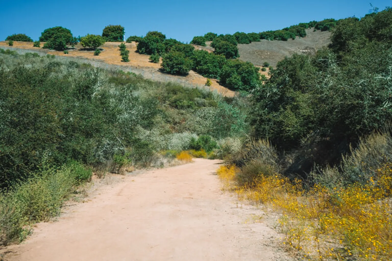 Toro Canyon Park Meadow Off Leash Dog Area in Santa Barbara, California - Main Image