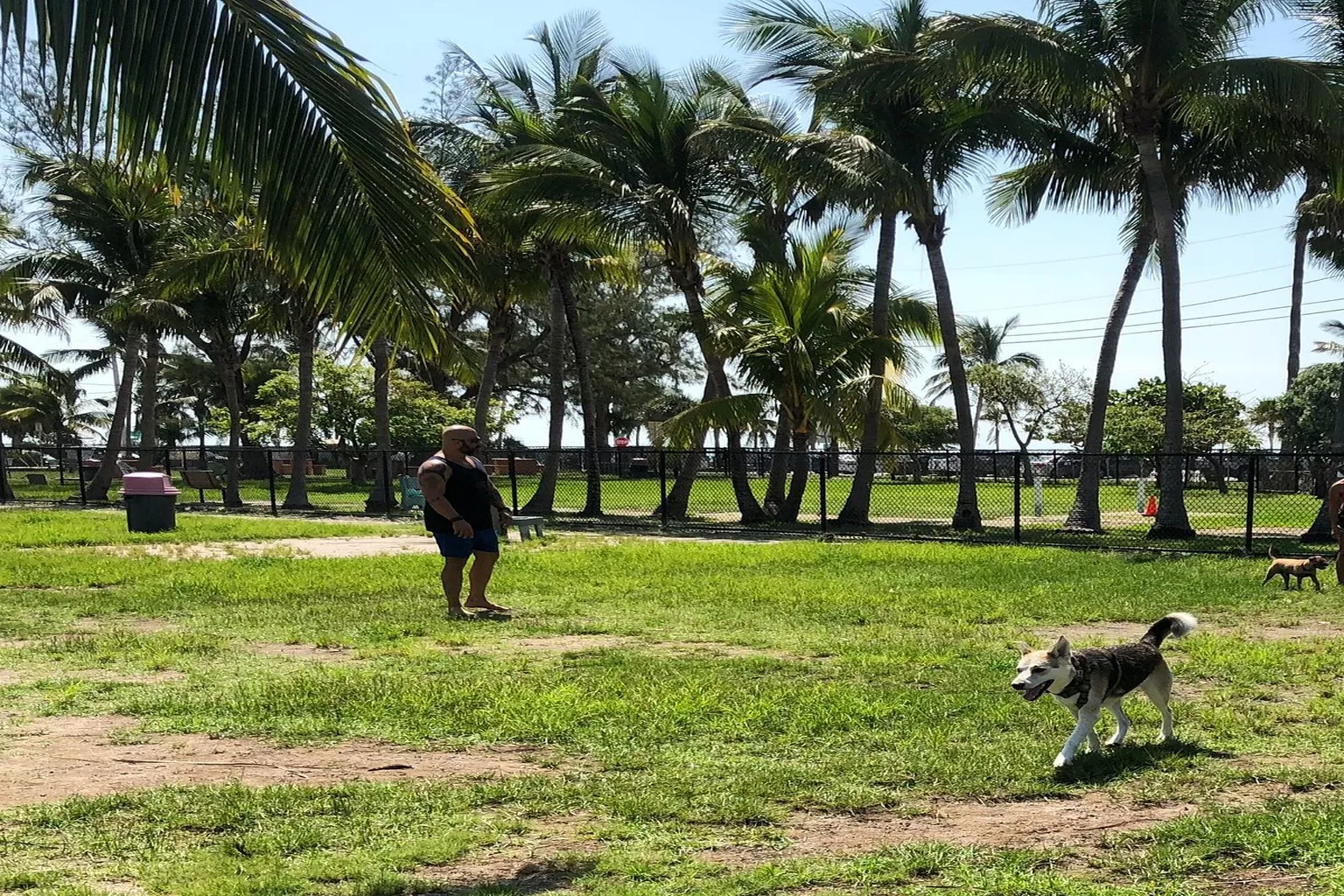 Higgs Beach Dog Park in Key West, Florida