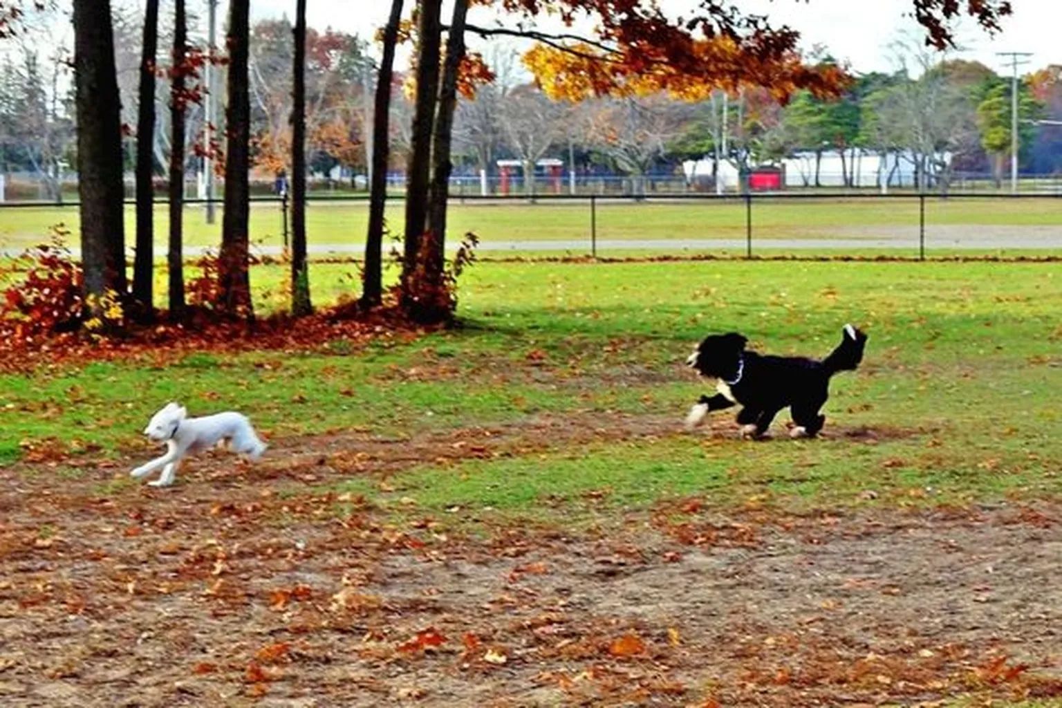 Park Township Dog Park in Holland, Michigan - Main Image
