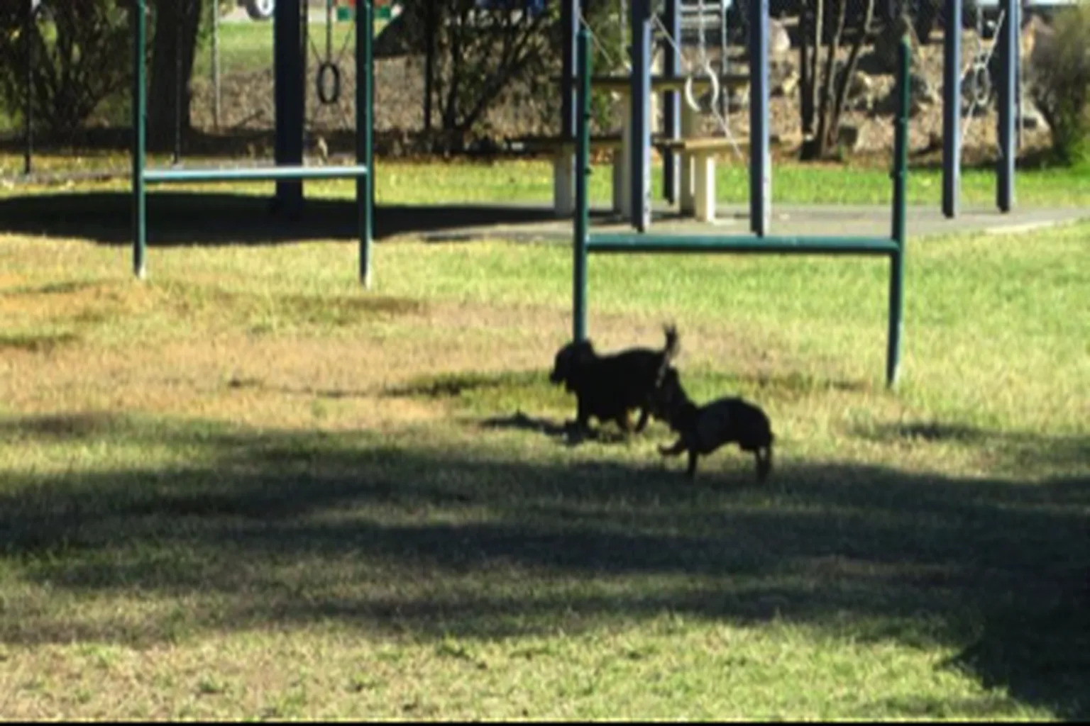 Hamilton Dog Park in Hamilton, Montana - Main Image