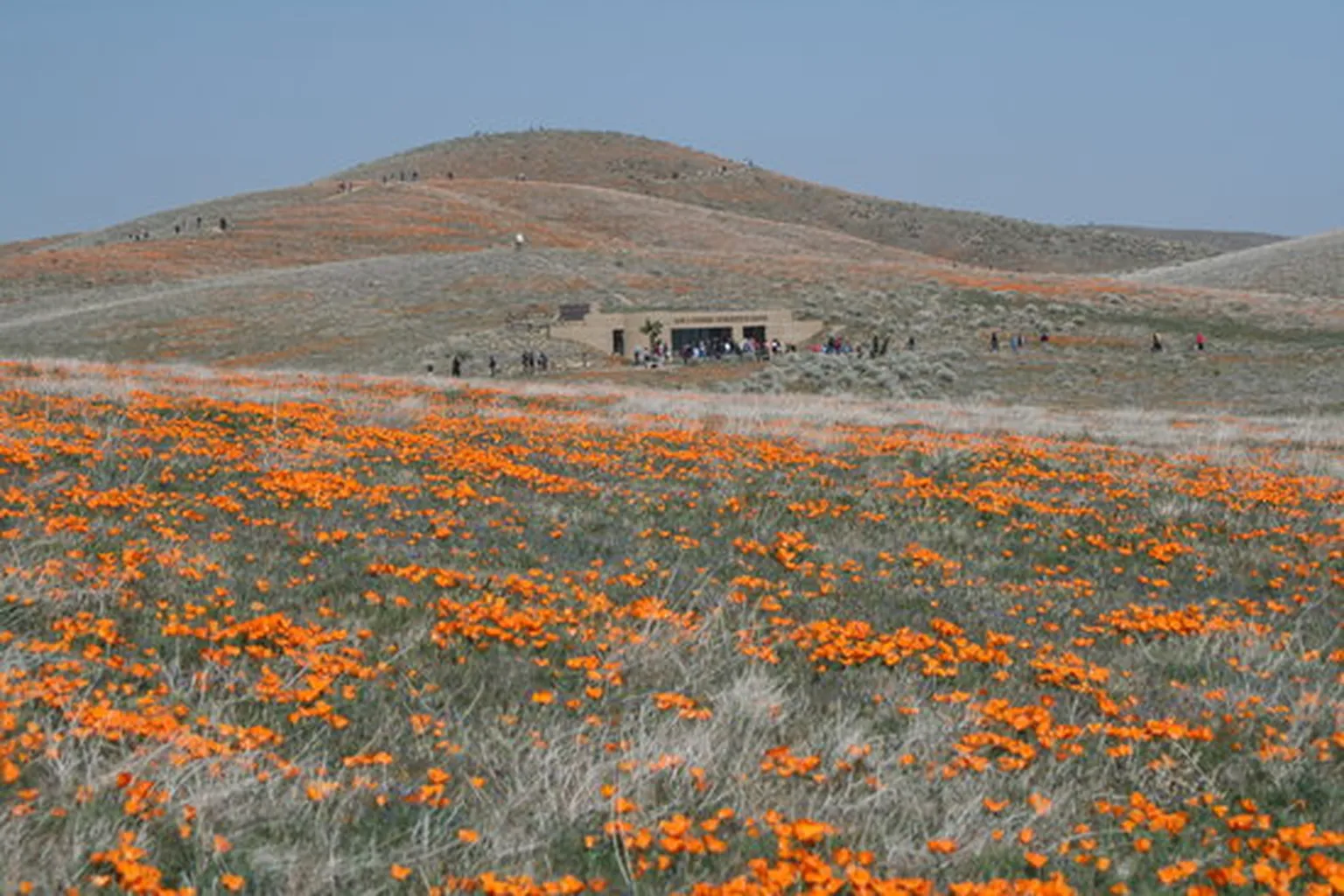 Antelope Valley Poppy State Reserve in Lancaster, California
