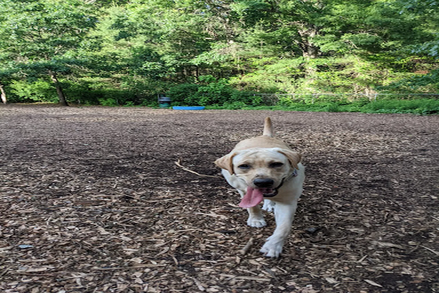 Sharon Dog Park in Sharon, Massachusetts