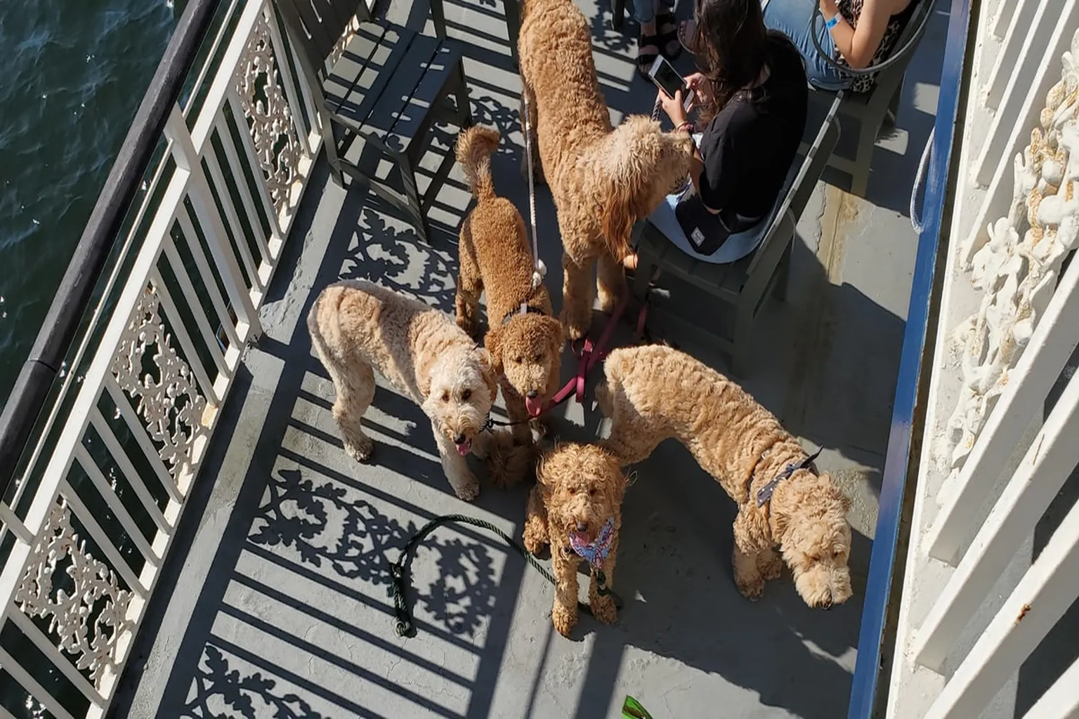 Boston Harbor Islands Dog Cruise in Boston, Massachusetts