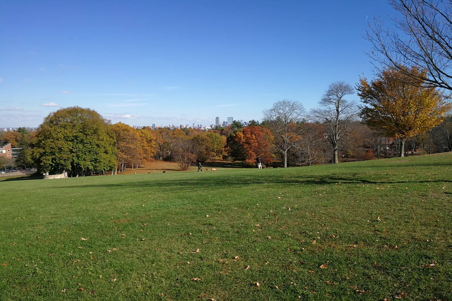 Larz Anderson Park Off Leash Dog Area in Brookline, Massachusetts