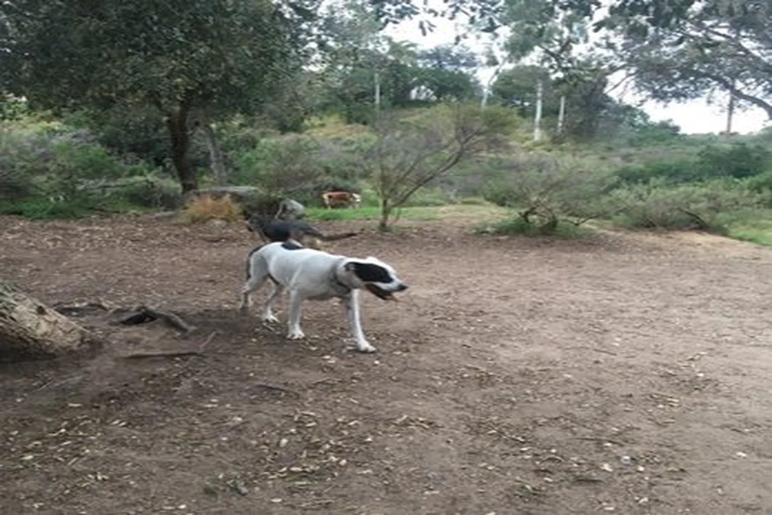 South Buena Vista Park Off Leash Area in Vista, California