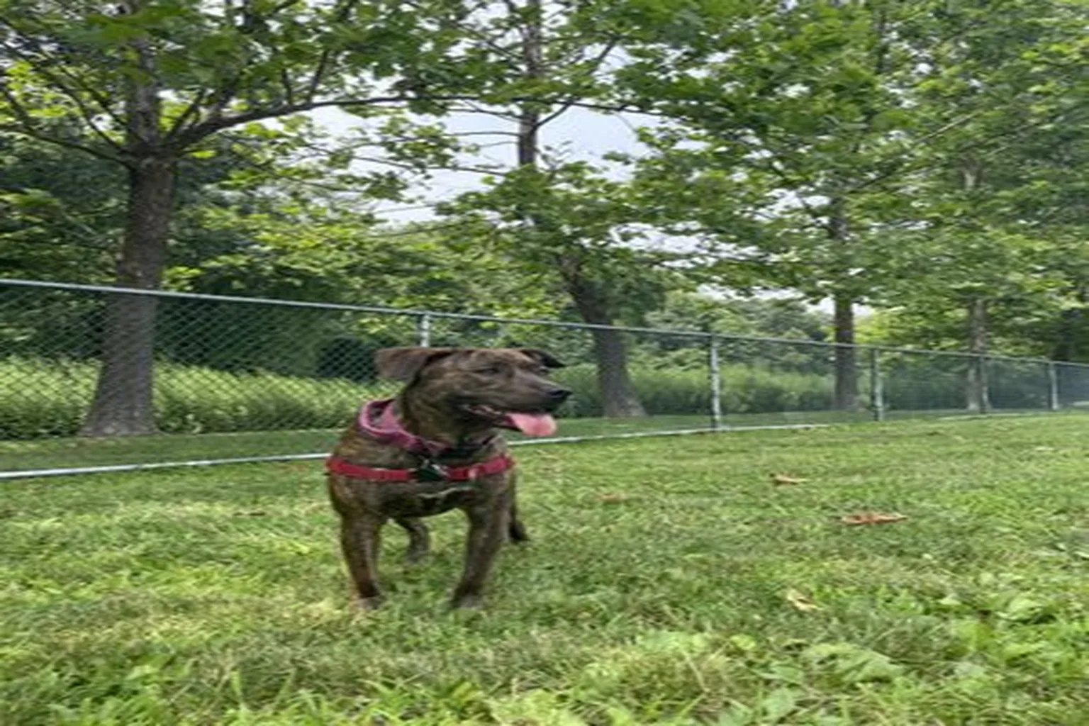Kennedy Dells County Dog Park in New City, New York