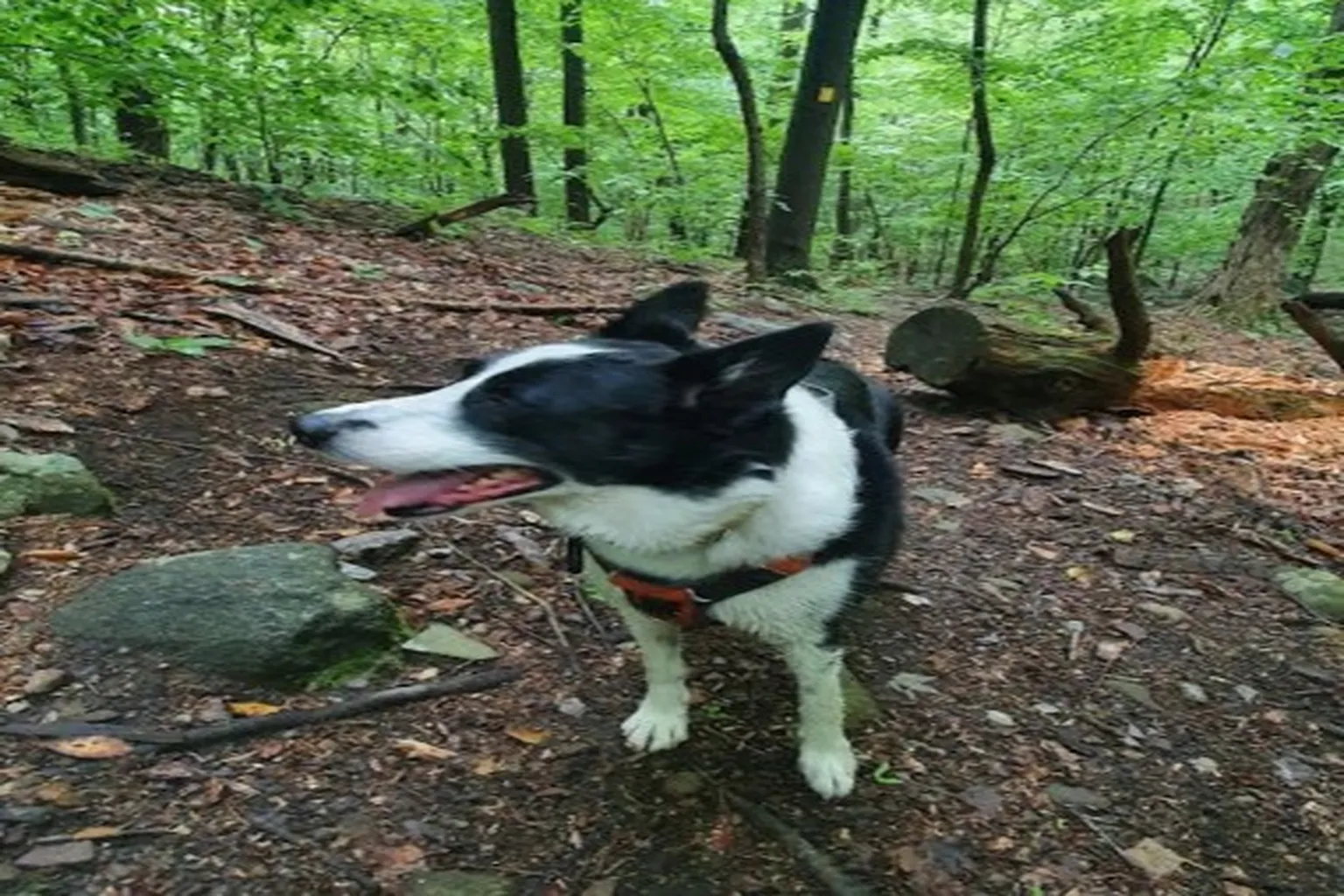 Norvin Green State Forest in Ringwood, New Jersey - Main Image