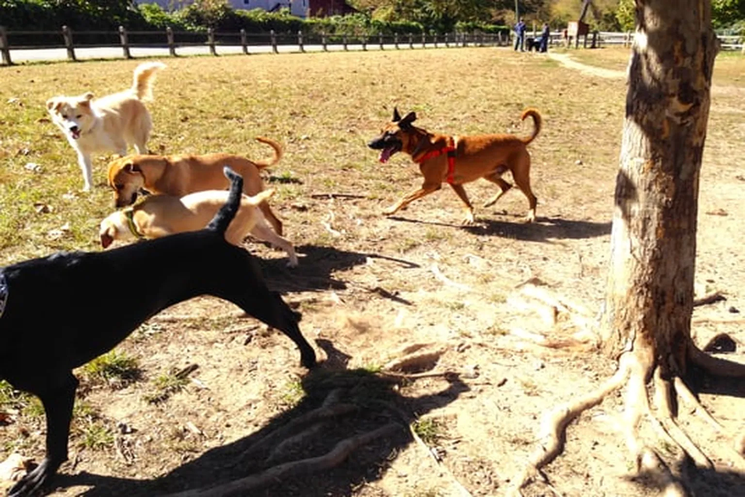 Azalea Dog Park in Asheville, North Carolina - Main Image