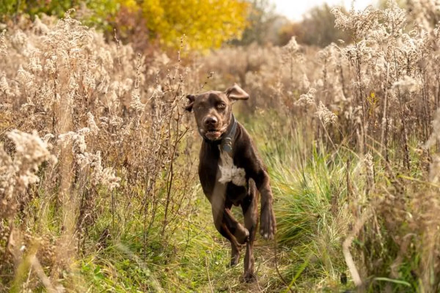 East Branch Forest Preserve Off Leash Dog Area in Glendale Heights, Illinois - Main Image