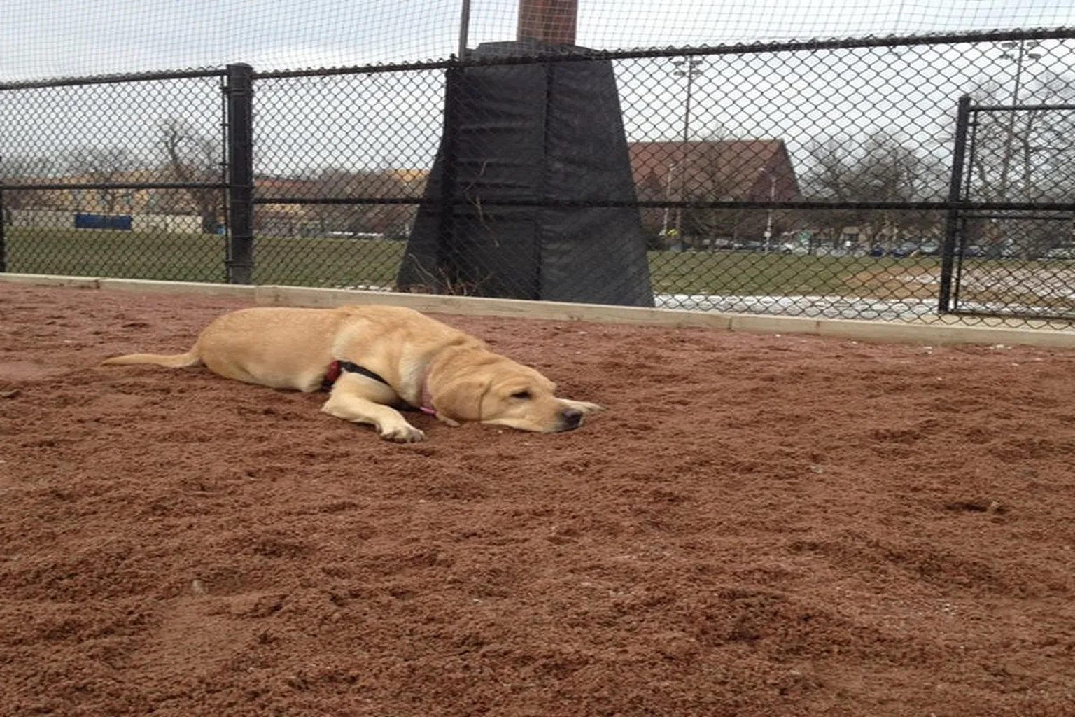 Oak Park Dog Park And Dog Park Plus (At Ridgeland Commons) in Oak Park, Illinois