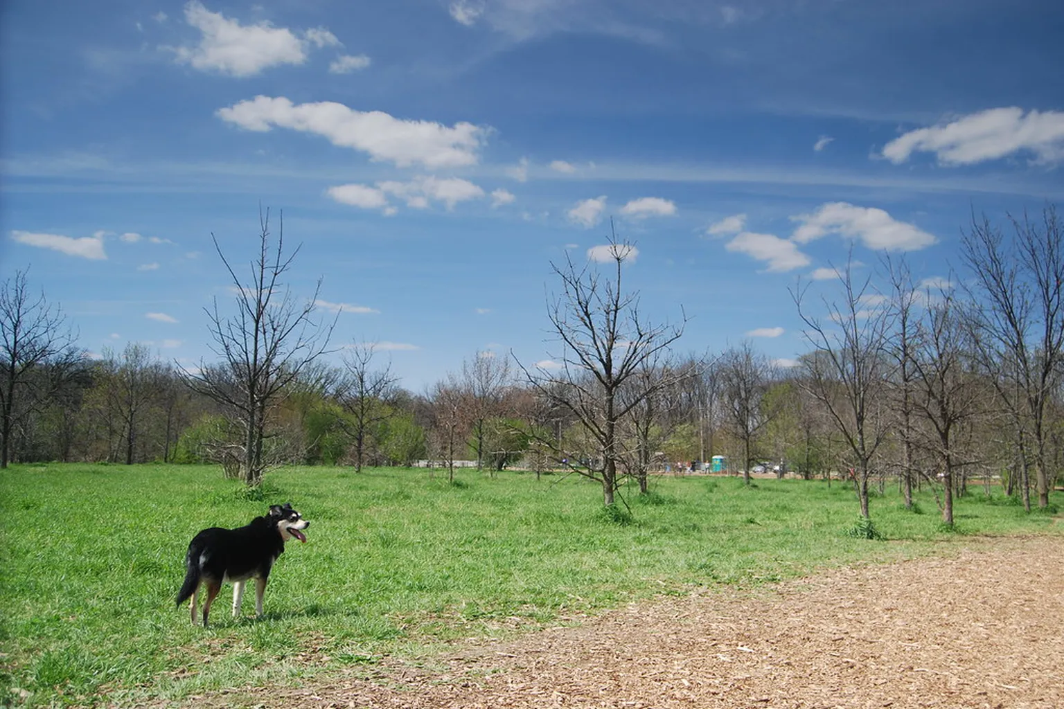 Blackwell Forest Preserve Dog Park in Warrenville, Illinois