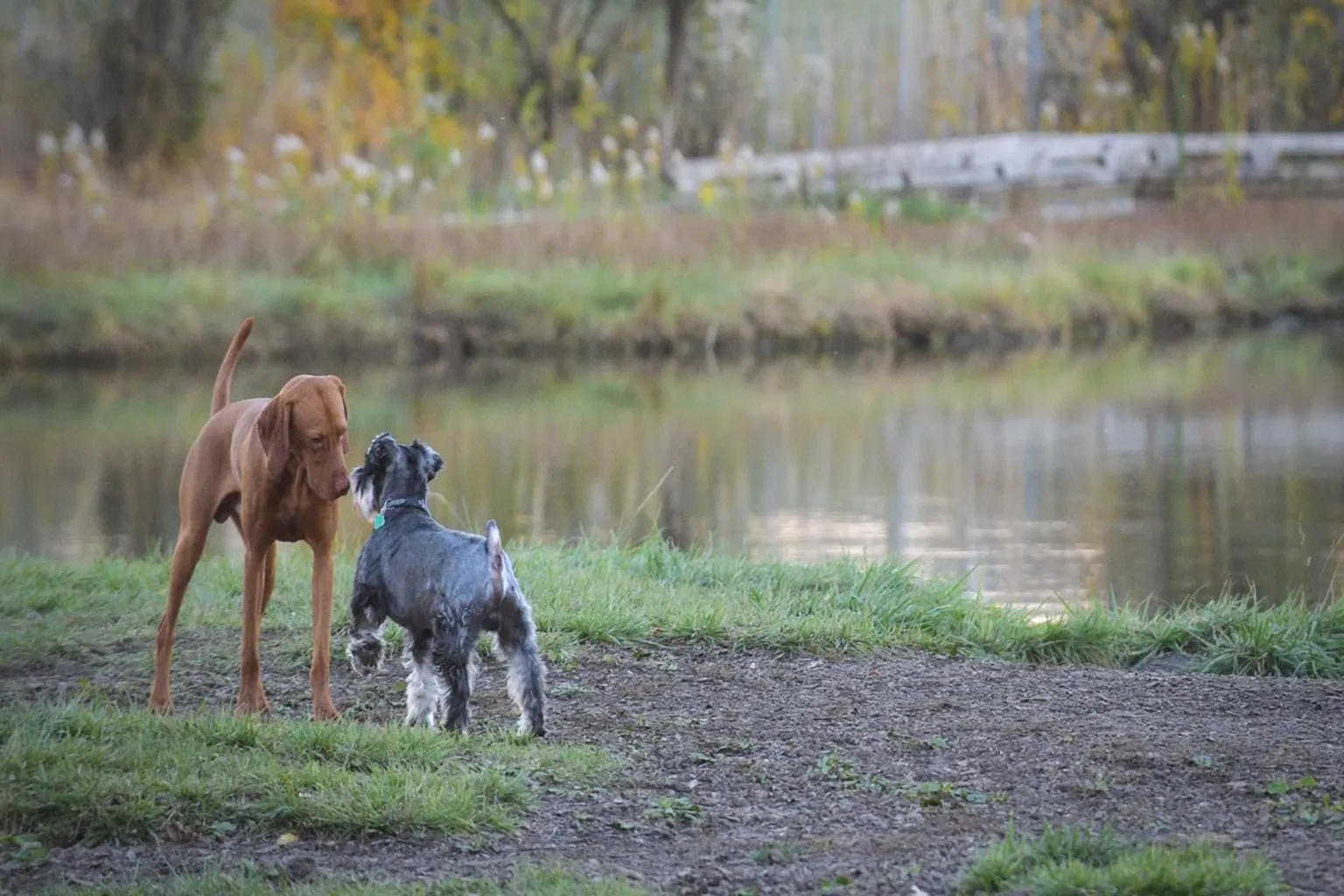 Beck Lake Dog Park - Cook County Forest Preserve in Des Plaines, Illinois