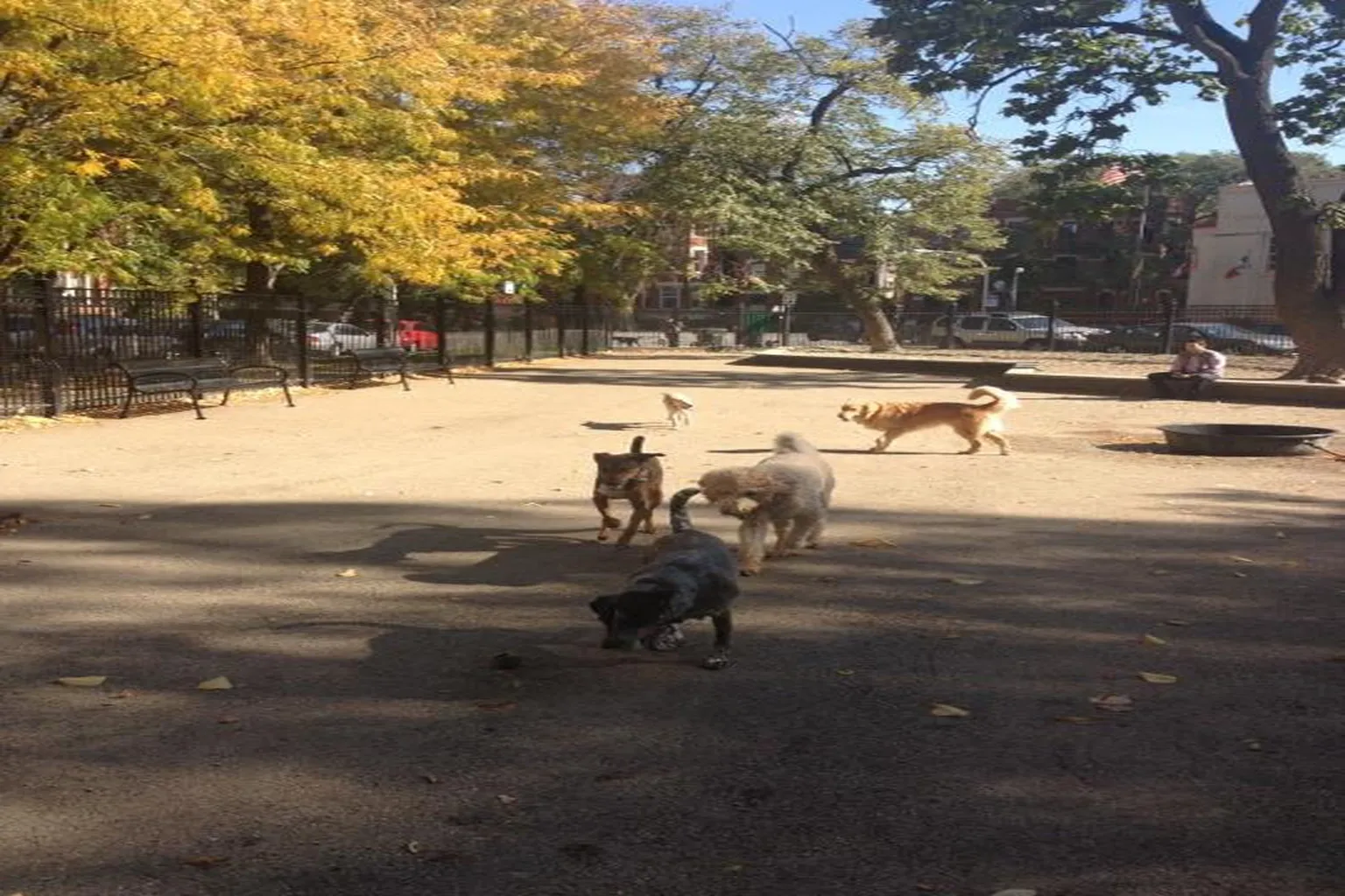 Wicker Park Dog Park in Chicago, Illinois