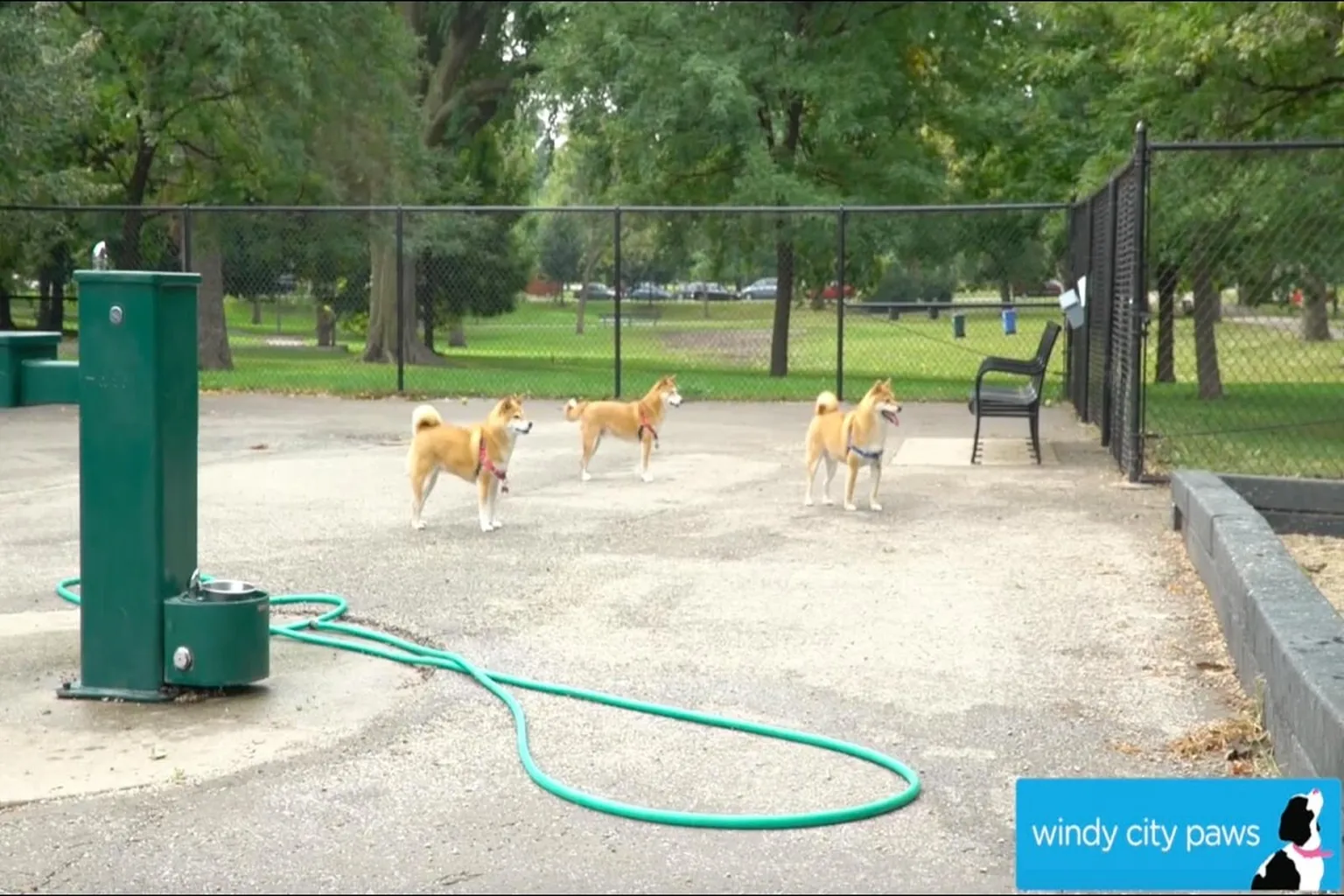 River Dog Park in Chicago, Illinois
