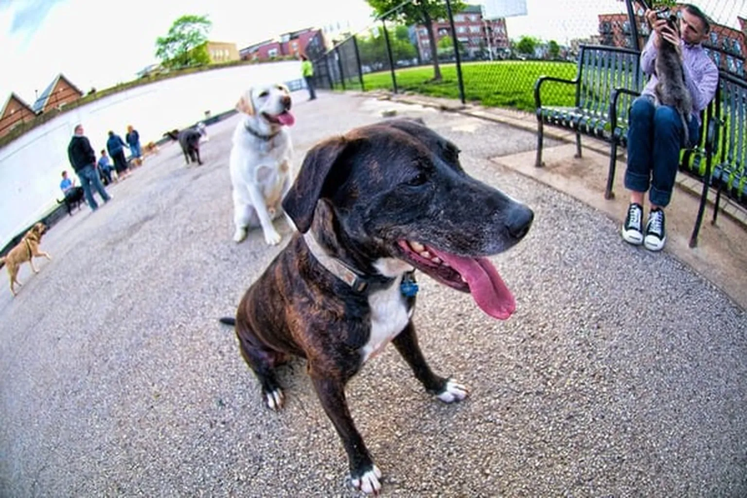 Churchill Field Park Dog Park in Chicago, Illinois