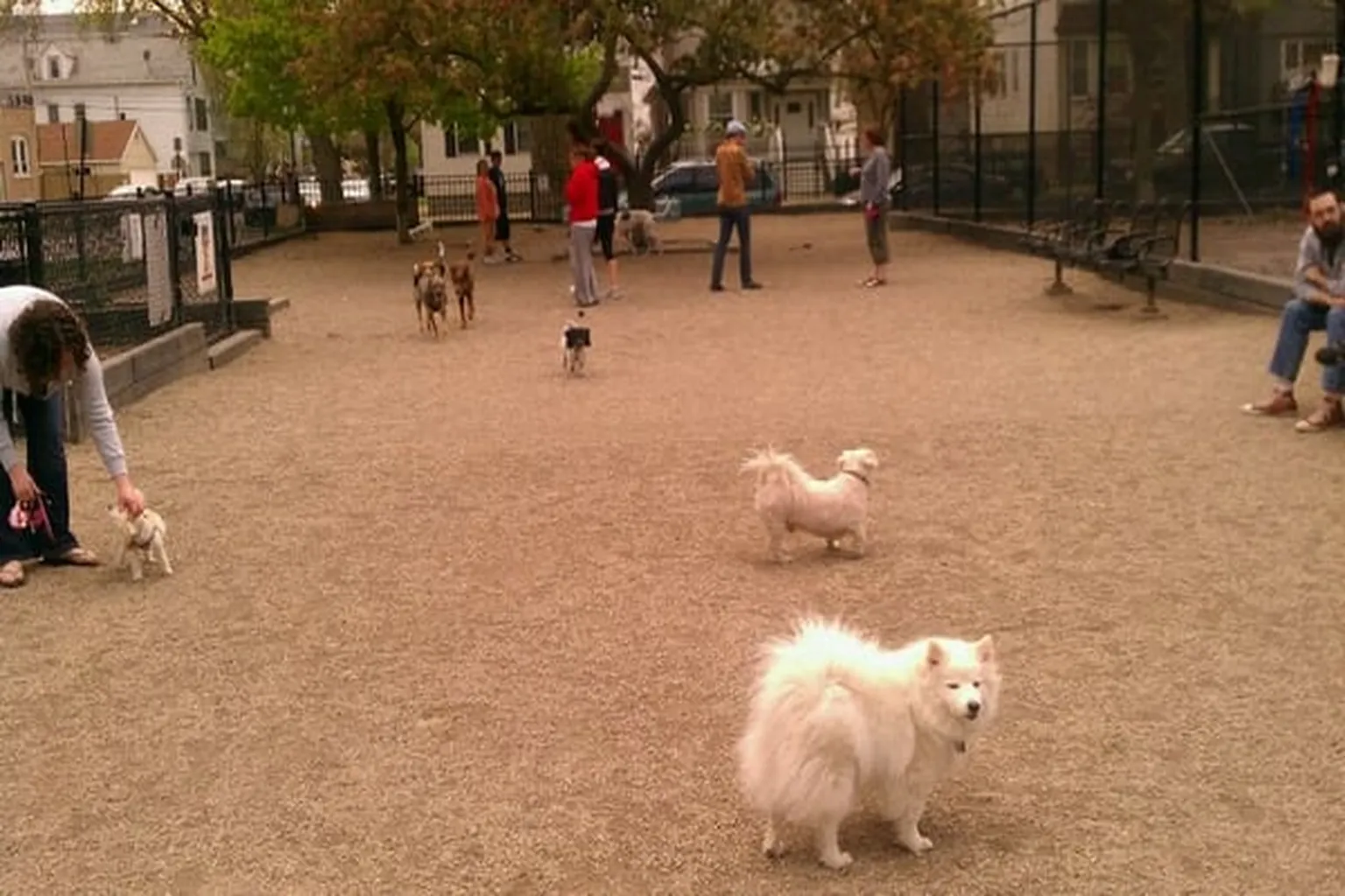Hamlin Dog Park in Chicago, Illinois