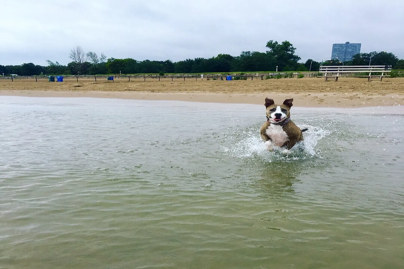 Montrose Dog Beach in Chicago, Illinois