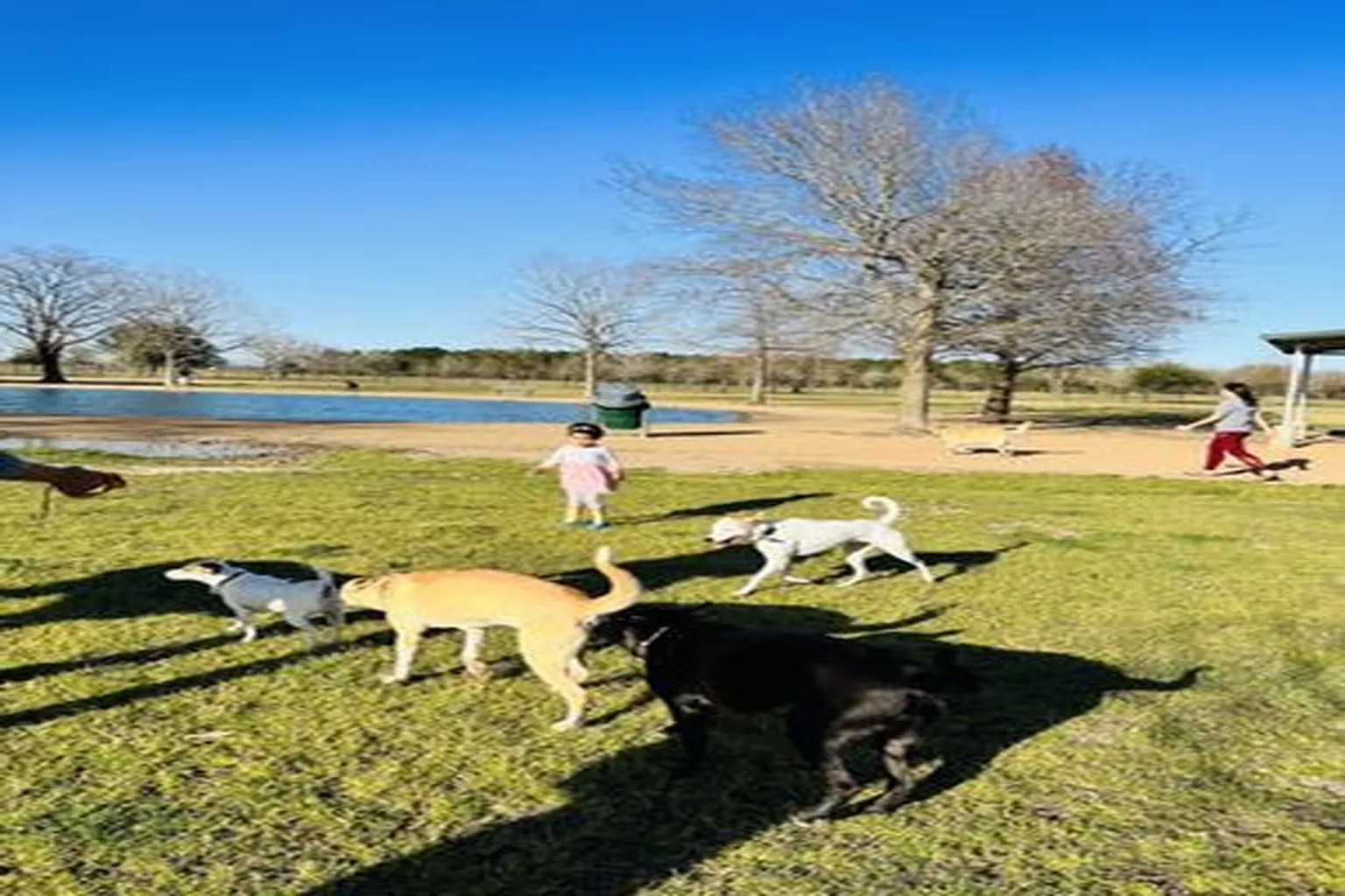 Millie Bush Dog Park in Houston, Texas