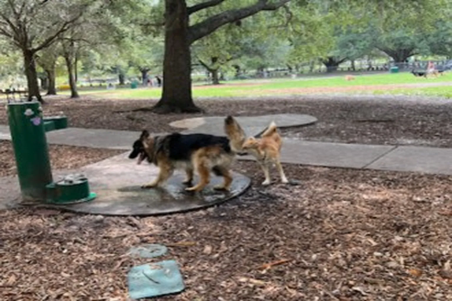 Rowlett Dog Park in Tampa, Florida