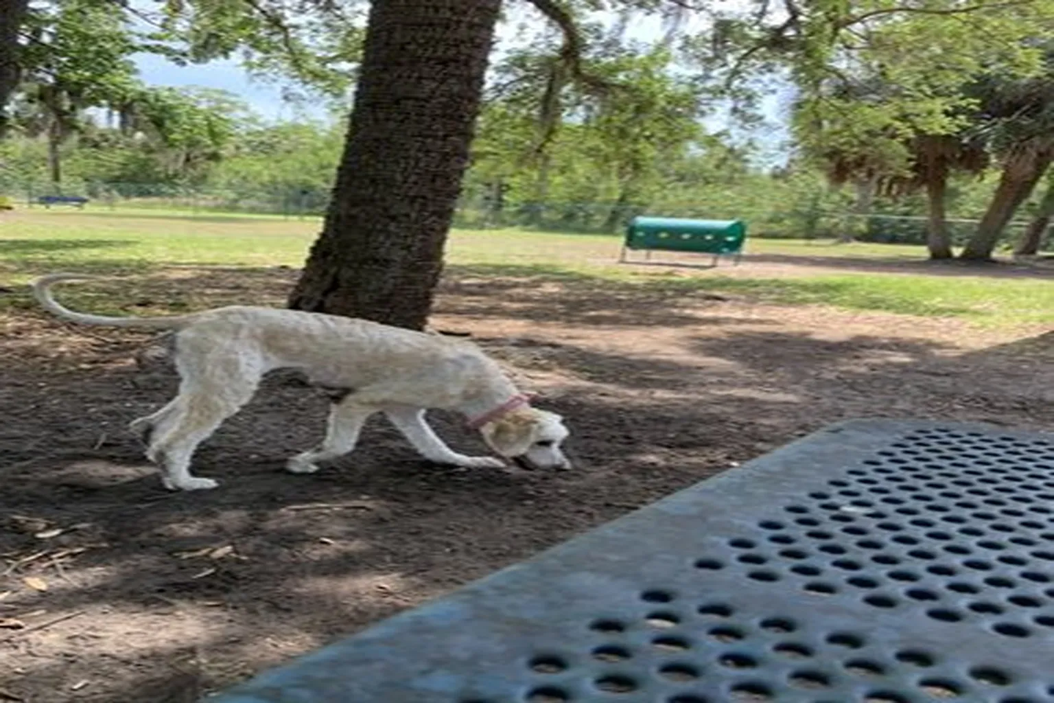 Mobbly Bayou Dog Park in Oldsmar, Florida