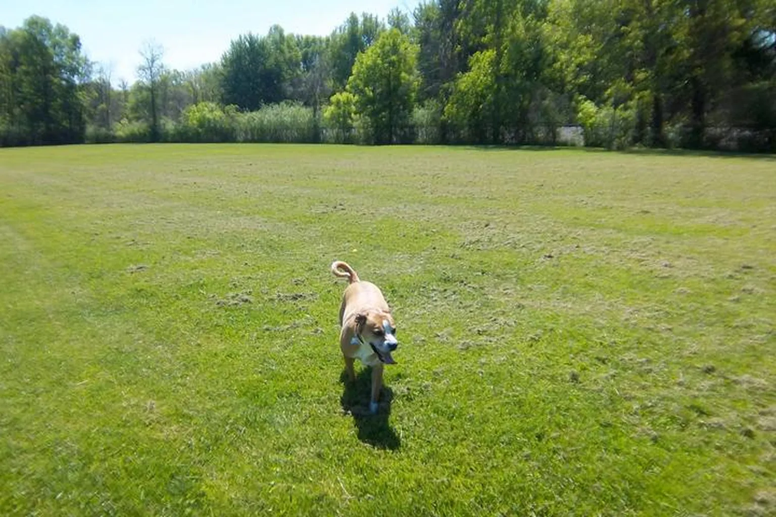 Sheffield Dog Park in Oldsmar, Florida