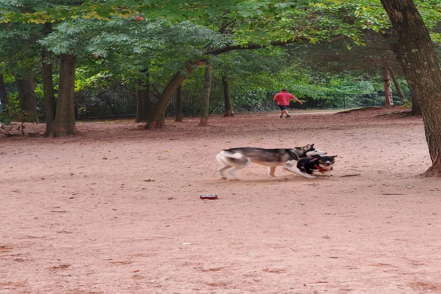 Chandon Dog Park in Herndon, Virginia