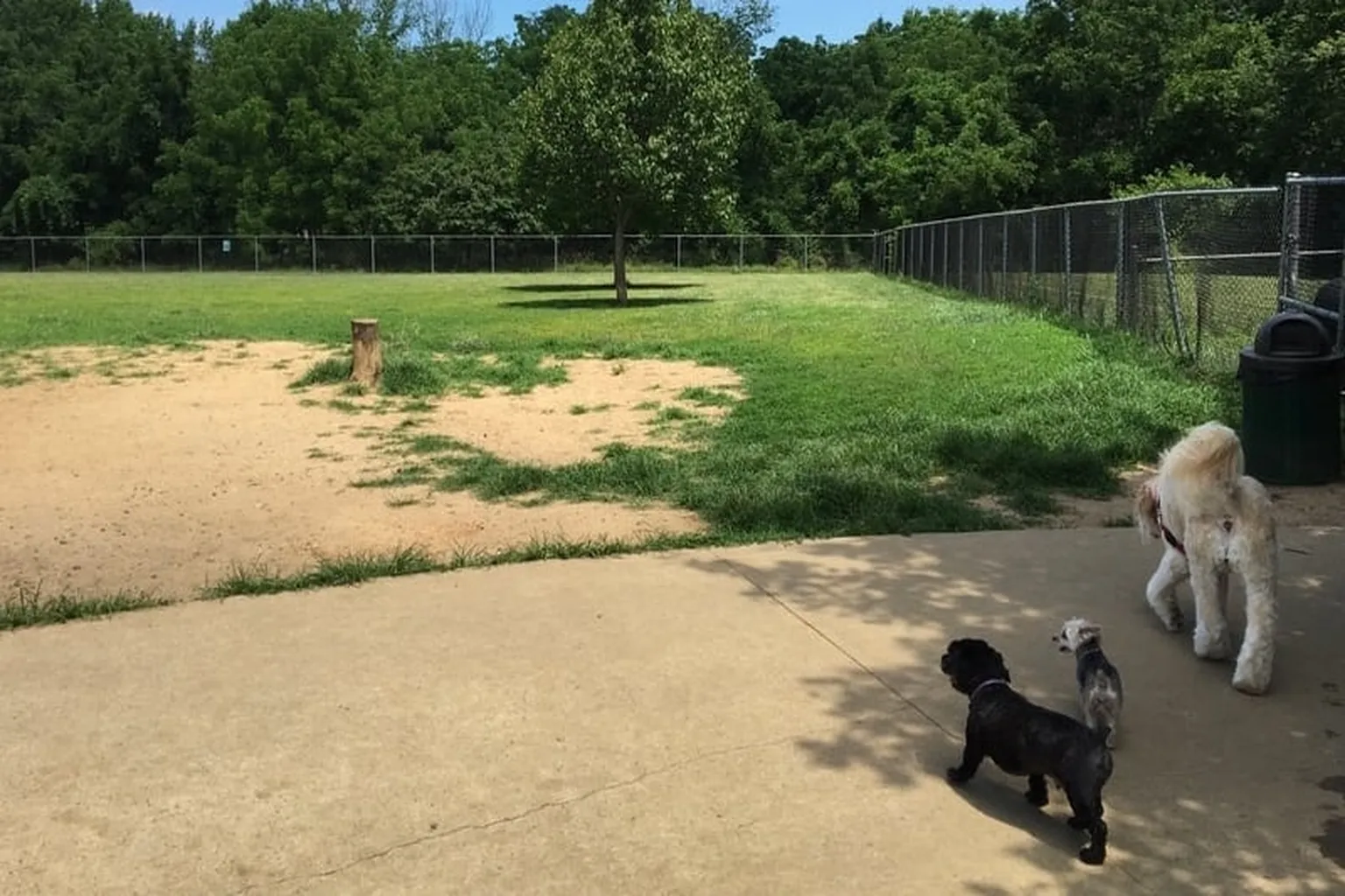 Thompson Park Dog Run in Lincroft, New Jersey