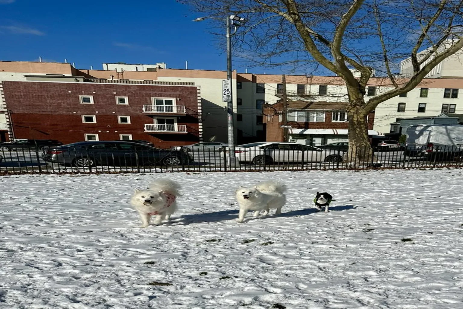 Dyker Beach Park Dog Run in Brooklyn, New York