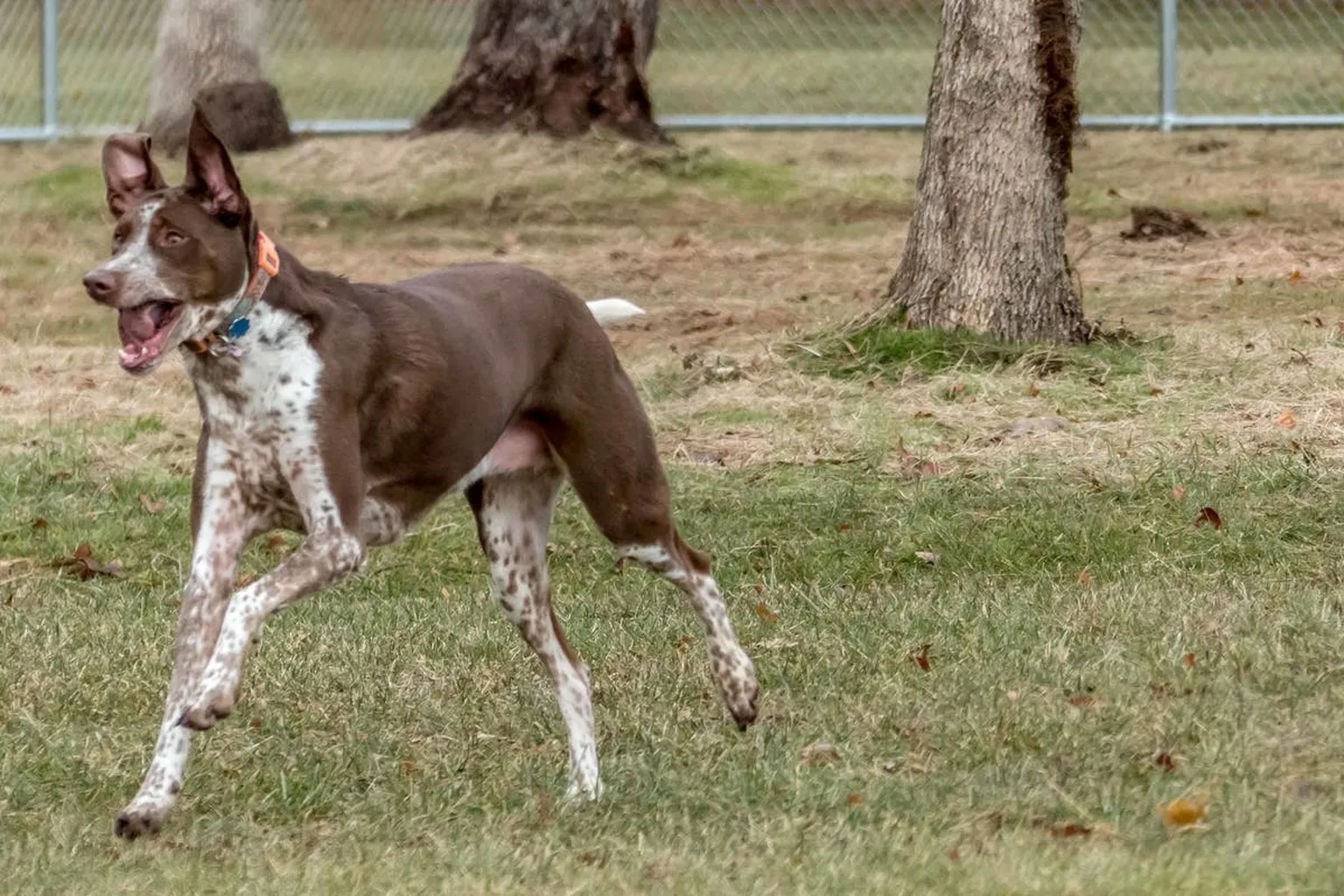 Bedminster Dog Park in Bedminster, New Jersey