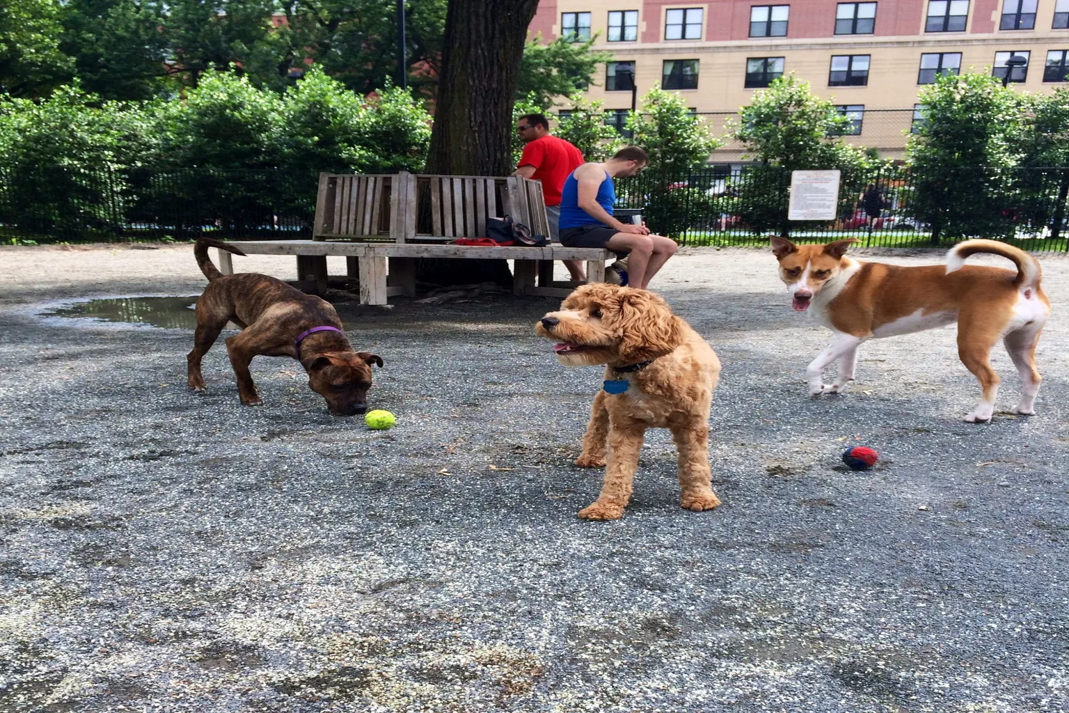 Ten Eyck Dog Park in Branchburg, New Jersey