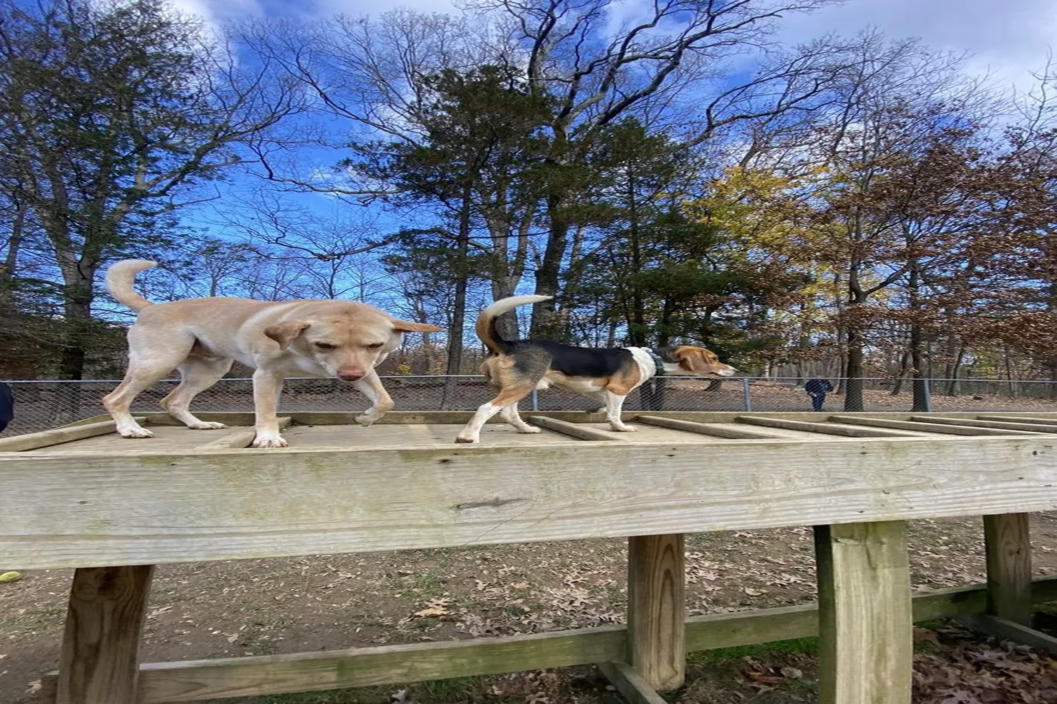 Morris Central Park Dog Park in Morris Plains, New Jersey