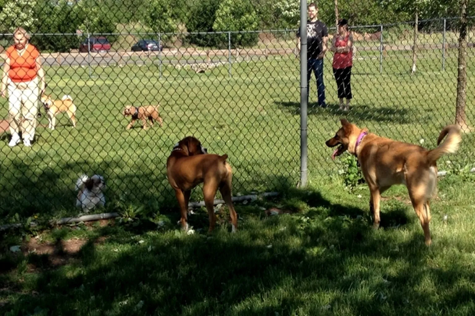 Donaldson County Dog Park in Highland Park, New Jersey