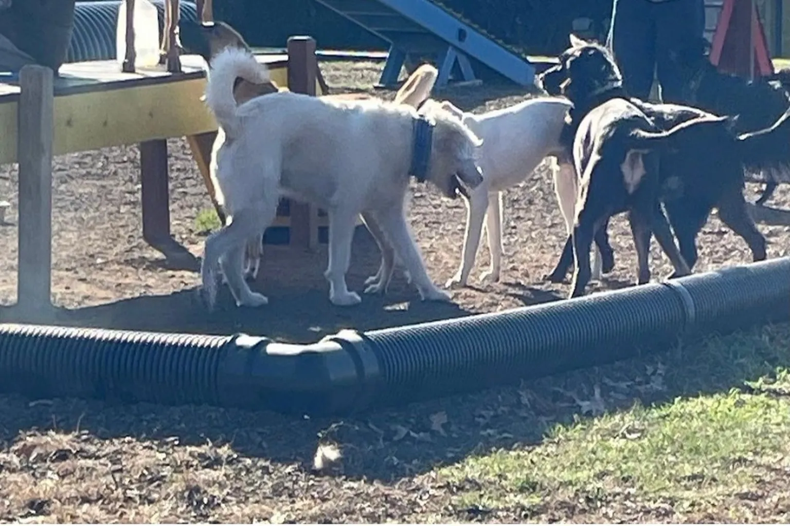 Turkey Brook Dog Park in Mount Olive, New Jersey