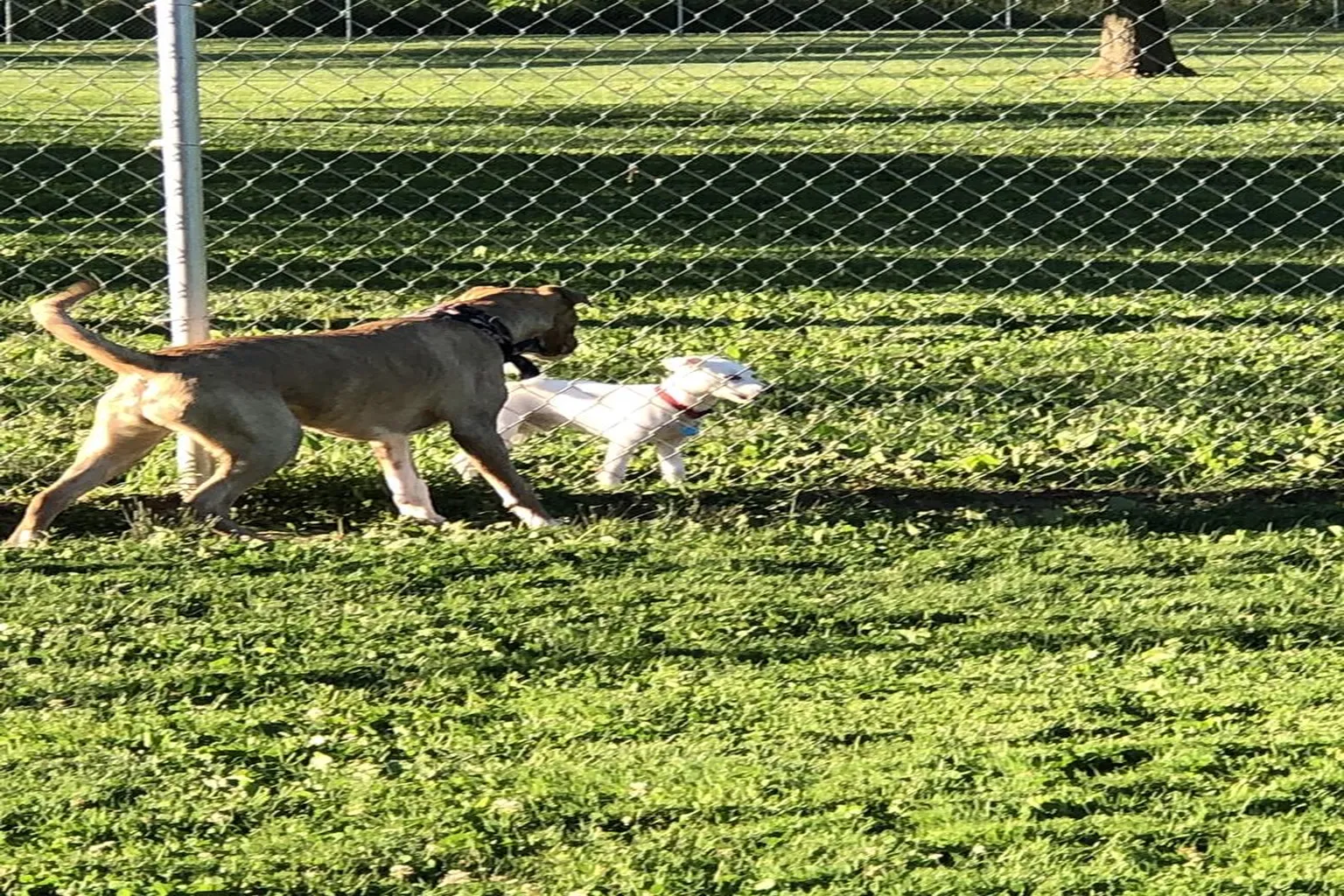 Hunterdon County Dog Park in Flemington, New Jersey
