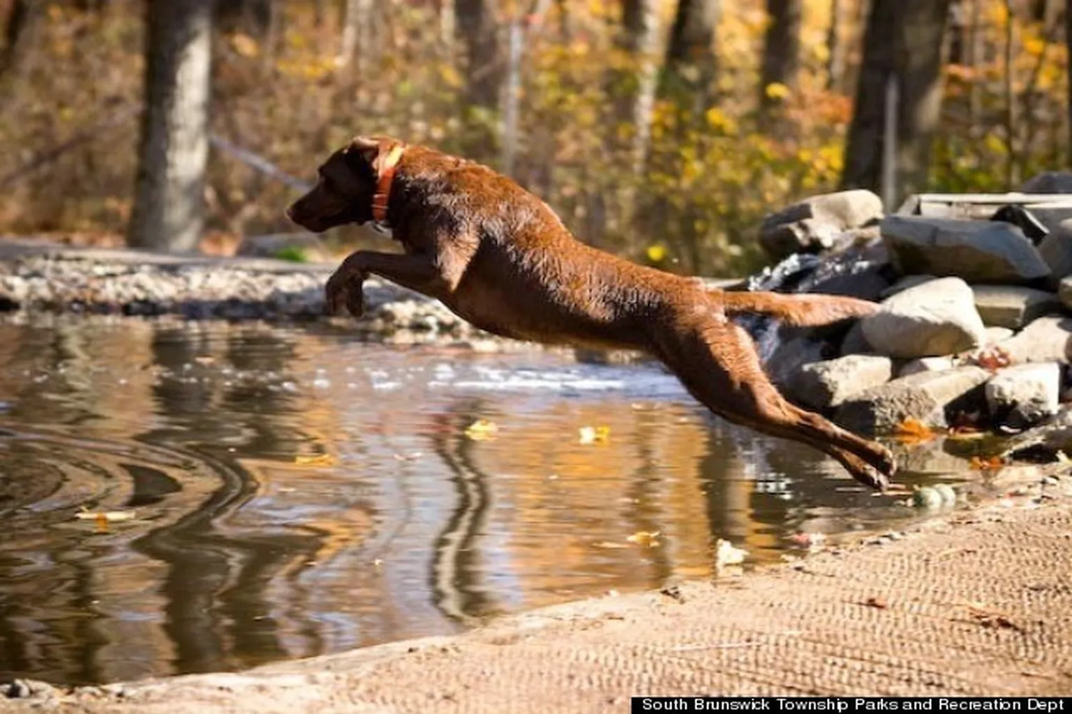 Rocky Top Dog Park in Kingston, New Jersey
