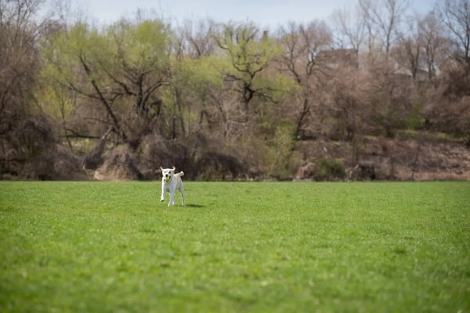 Tremont Valley - Clark Field Dog Park in Cleveland, Ohio
