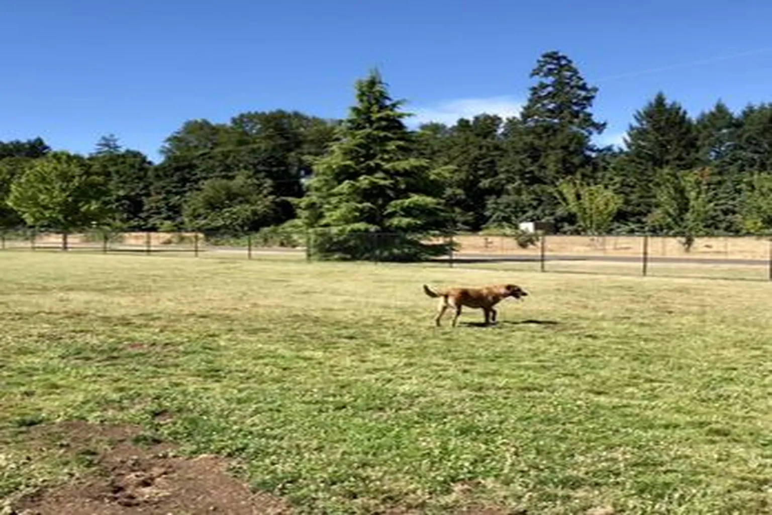 Keizer Rapids Dog Park in Keizer, Oregon