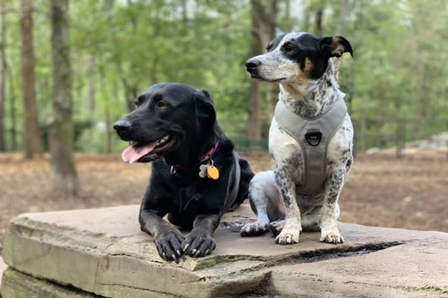 Cabin John Regional Dog Park in Bethesda, Maryland - Main Image