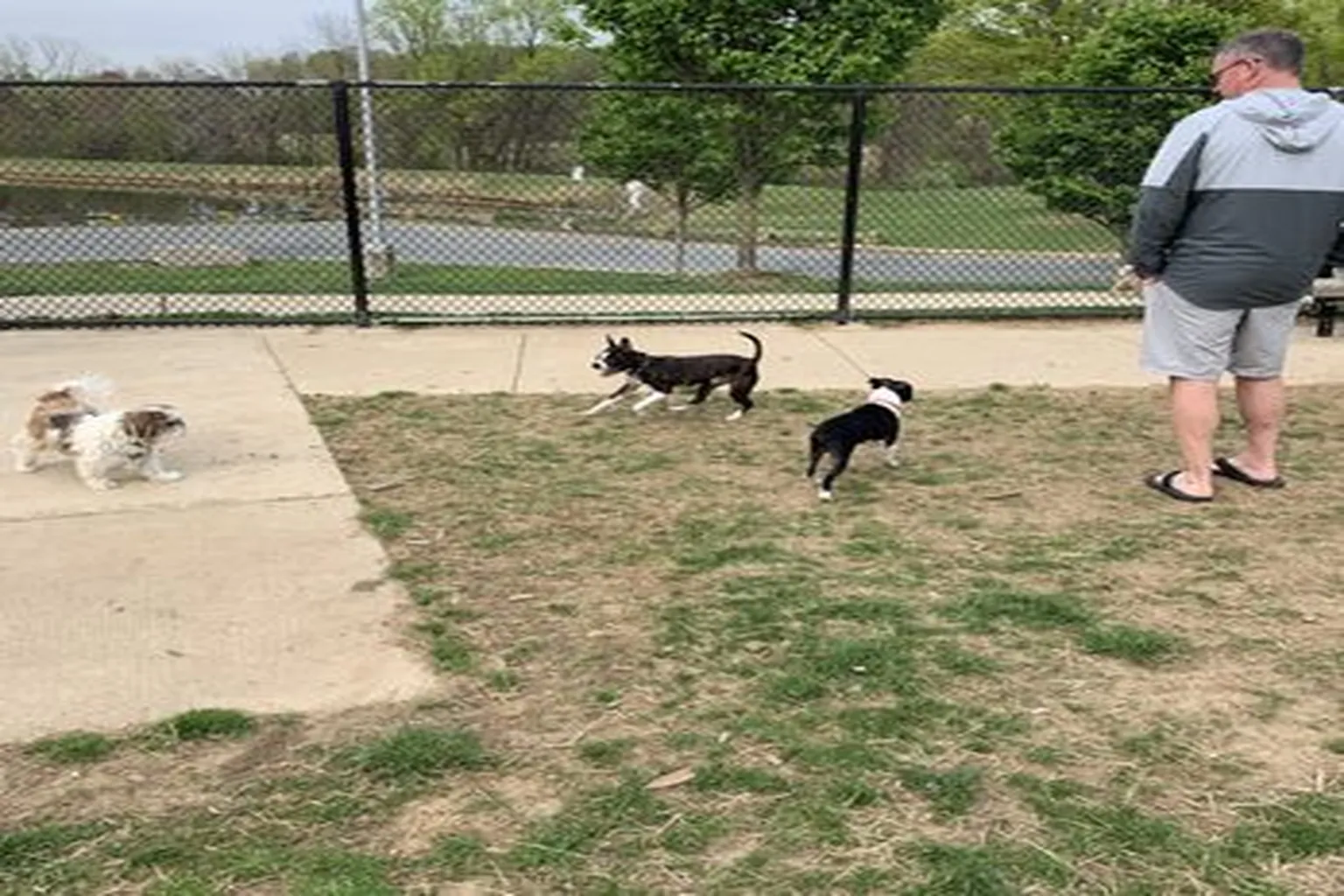Olney Manor Recreational Dog Park in Olney, Maryland - Main Image