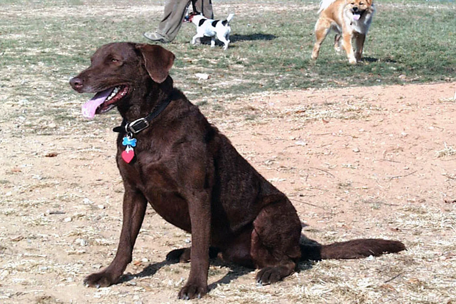 Gaithersburg Dog Park (At Green Park) in Gaithersburg, Maryland